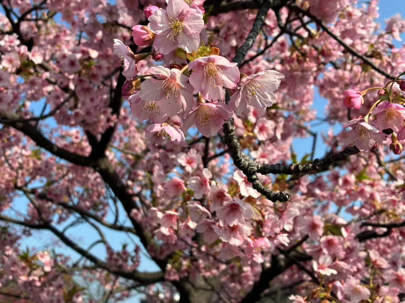 桜